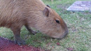 カピバラさん至近距離