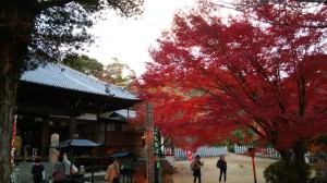 寂光院の紅葉