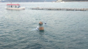 冬の海の海女さん