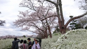 近所で花見