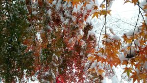 雪に埋もれた紅葉