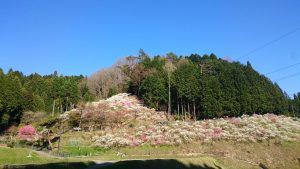 空と花のコントラスト