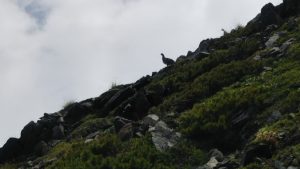 仙丈ヶ岳で雷鳥狩り