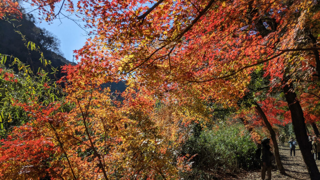 愛岐トンネルの紅葉