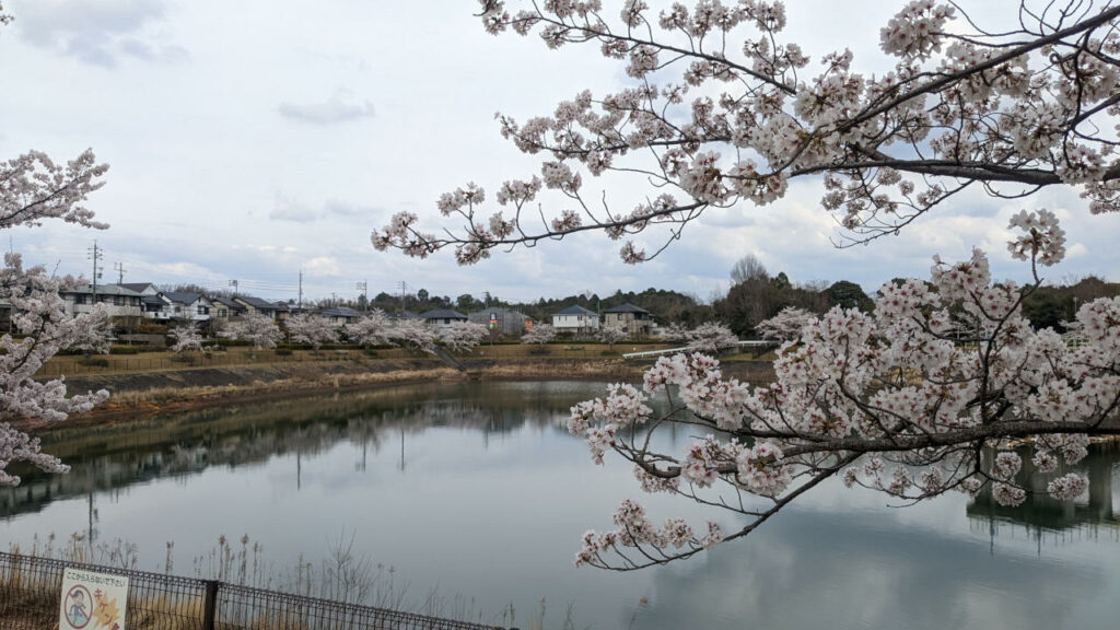 花見散歩