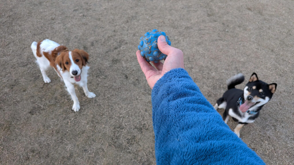 2代目コイケルくんとドッグラン