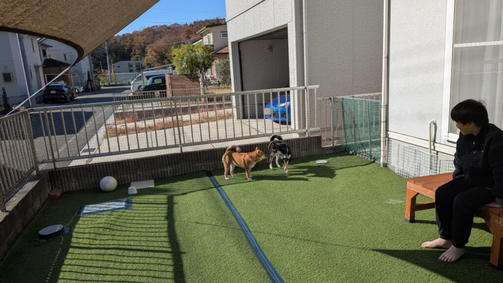 お隣の赤柴ちゃんがやってきた！