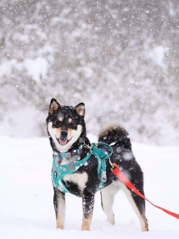 スノードッグラン＠まきばの森