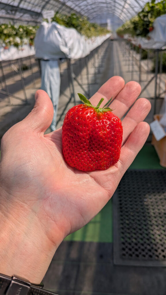 いちご狩りとVISONの旅