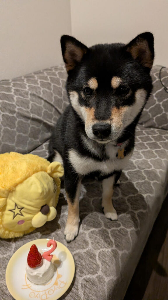 黒柴2歳になりました