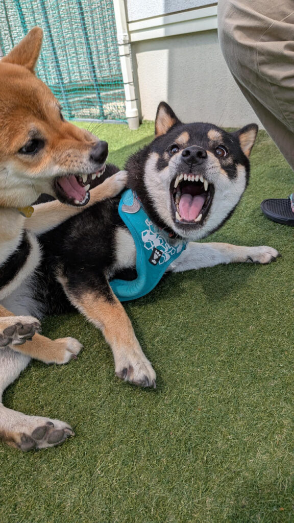 自宅ドッグラン完成！